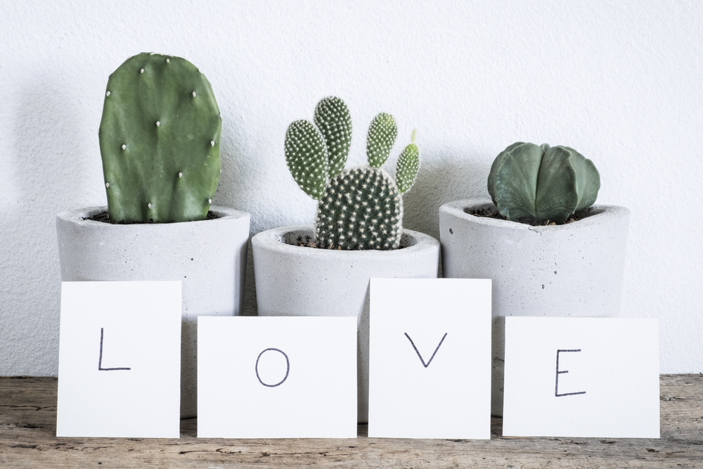 De cactus is helemaal in | GroenRijk 't Haantje in Rijswijk