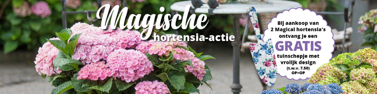 Actie Magical Hortensia