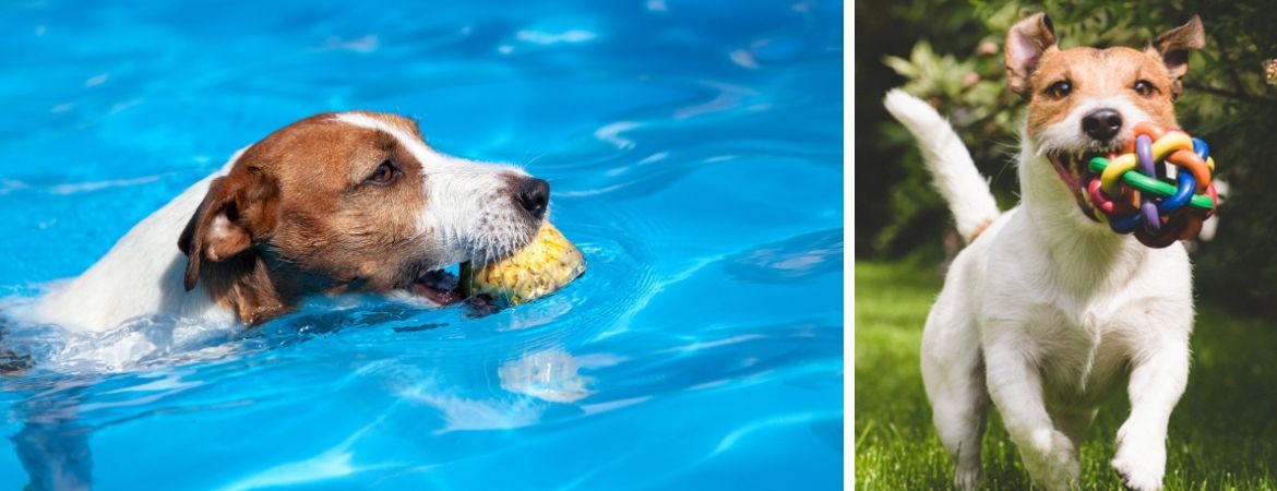 Alles voor honden koopt u bij GroenRijk 't Haantje in Rijswijk
