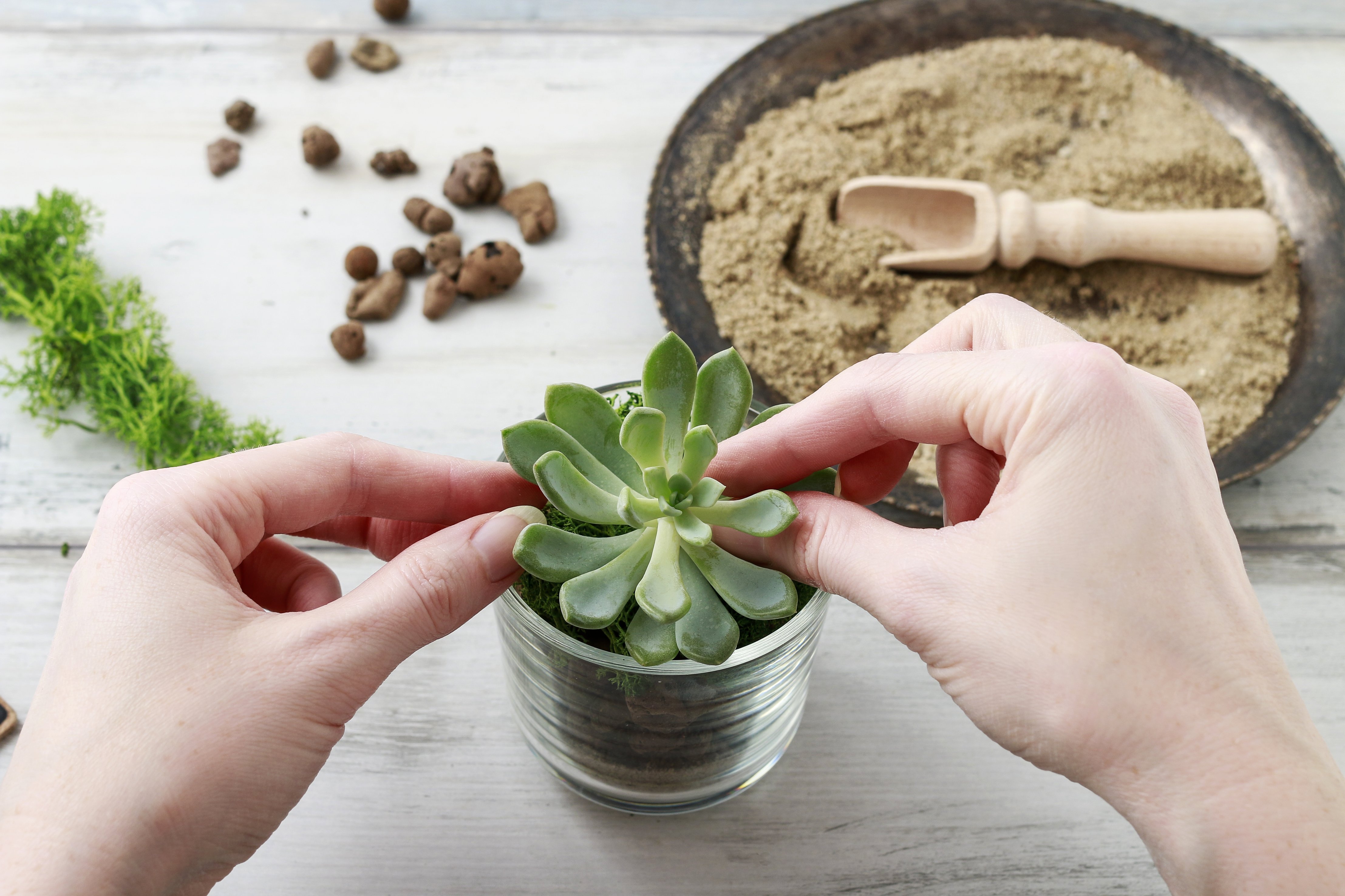 Vetplanten zijn makkelijk te verzorgen | GroenRijk 't Haantje in Rijswijk