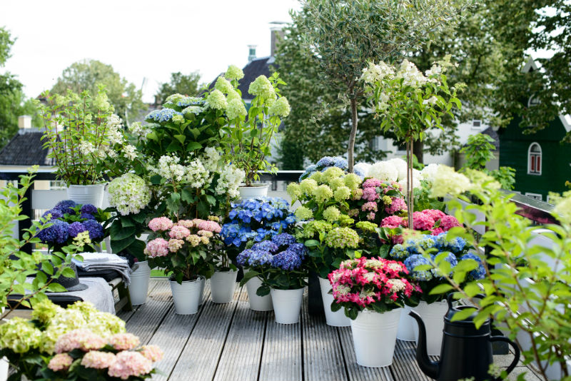 balkonplanten