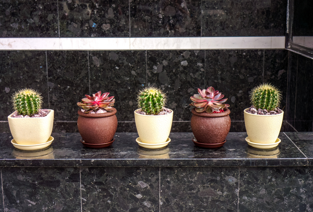Vrolijke cactussen | GroenRijk 't Haantje in Rijswijk