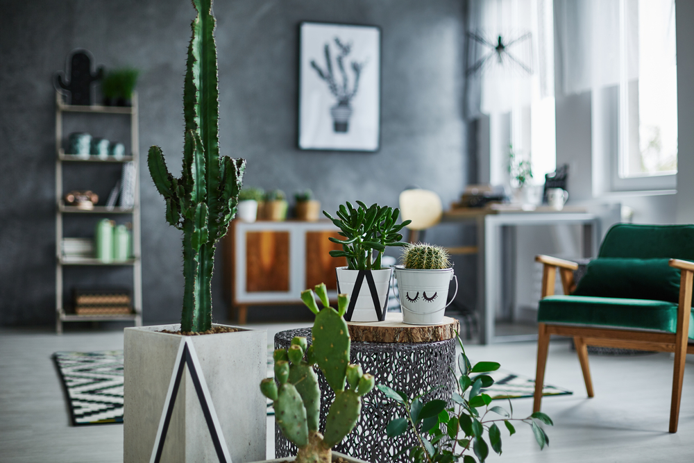 Cactus kopen bij GroenRijk 't Haantje in Rijswijk