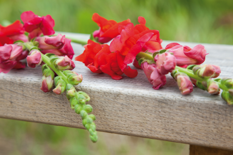 zomerbloemen