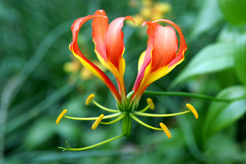 zomerbloemen