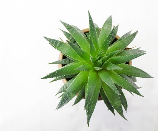 Aloë Vera plant kopen bij GroenRijk 't Haantje in Rijswijk