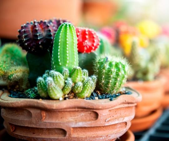 Cactussen kopen bij GroenRijk 't Haantje in Rijswijk