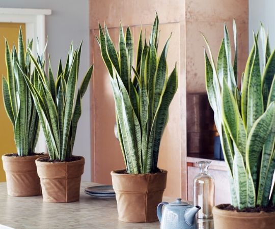 Groene kamerplanten kopen | GroenRijk 't Haantje in Rijswijk