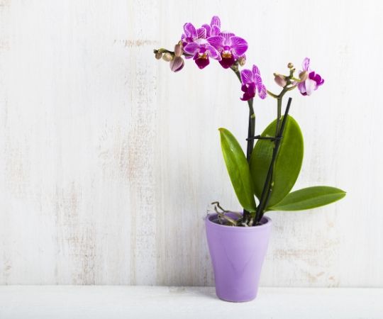 Orchidee kopen | GroenRijk 't Haantje in Rijswijk