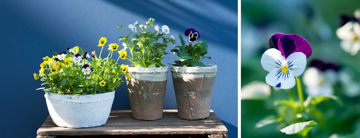 GroenRijk 't Haantje | Rijswijk | Perkplanten | Perkgoed