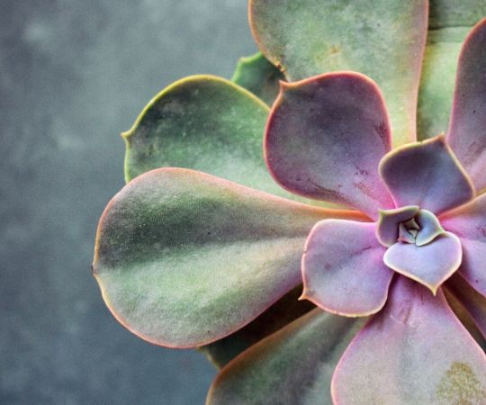 Vetplanten | Succulenten | GroenRijk 't Haantje in Rijswijk