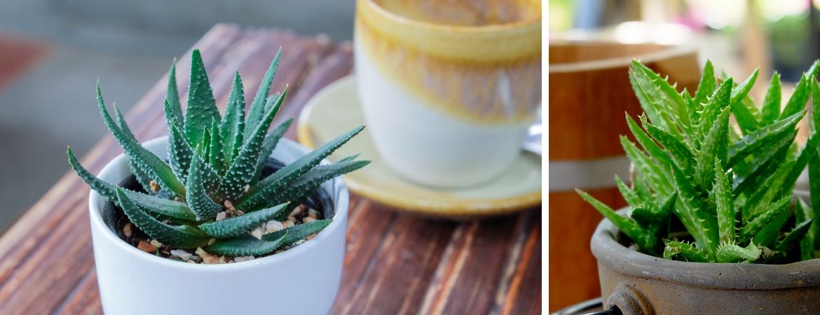 Aloë Vera plant | GroenRijk 't Haantje in Rijswijk