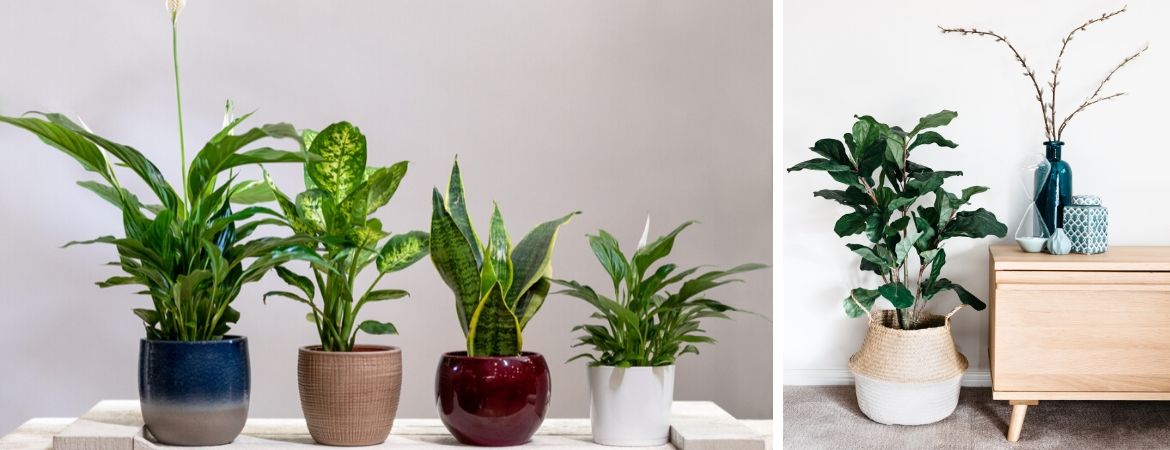 Groene kamerplanten kopen | GroenRijk 't Haantje Rijswijk