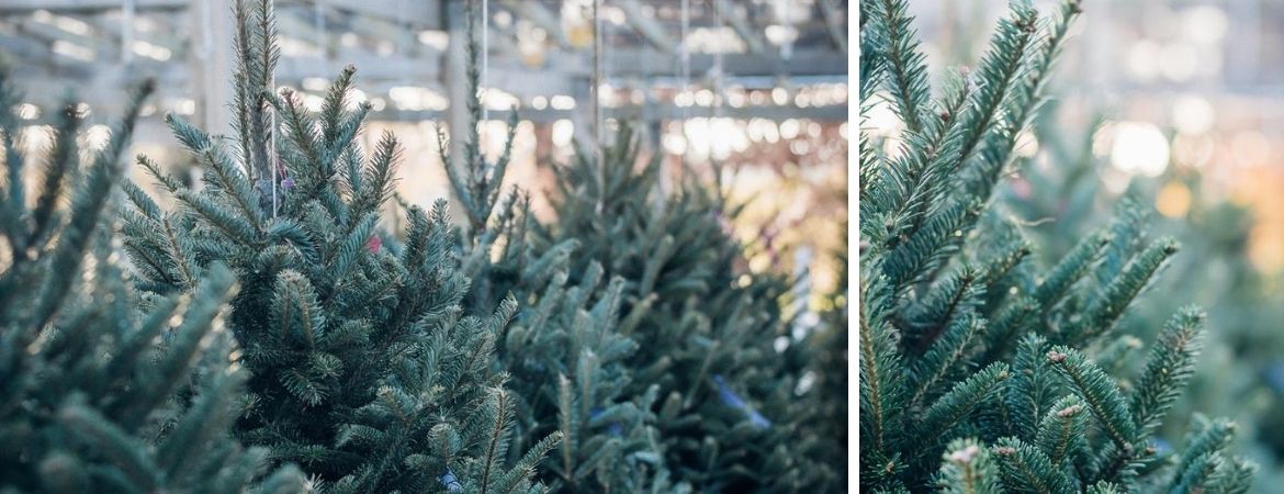 Kerstbomen | Rijswijk | GroenRijk 't Haantje
