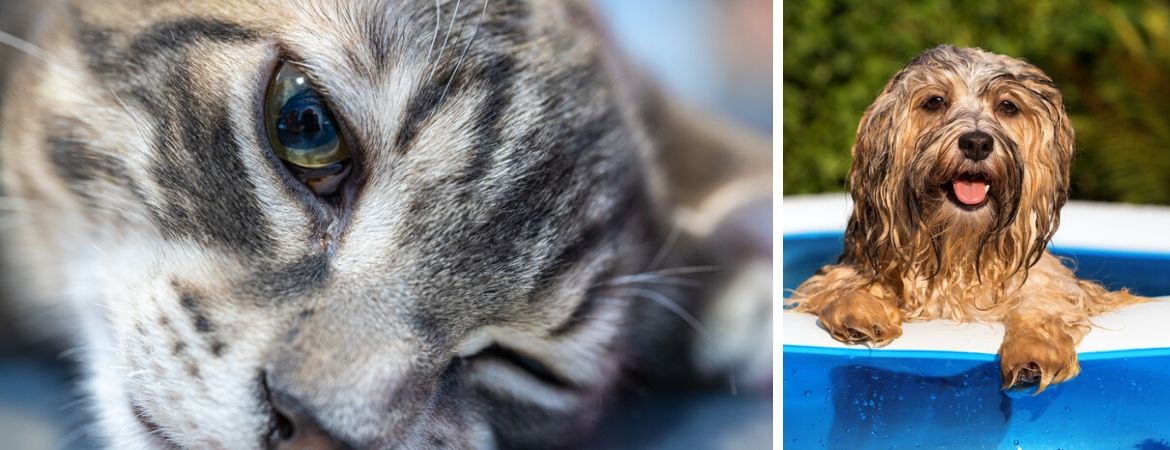 GroenRijk 't Haantje | Rijswijk | Zomertips voor huisdieren