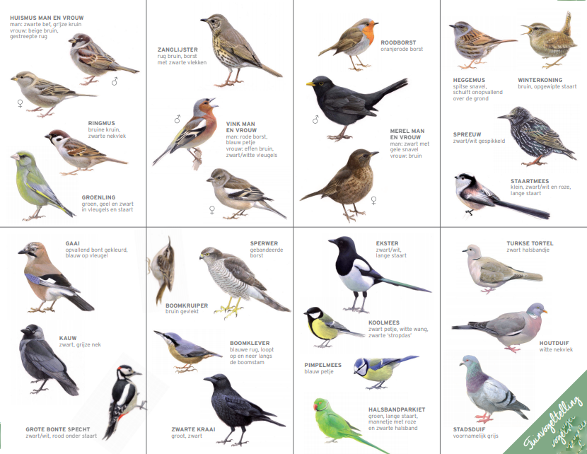 Nieuw Vogels in je tuin - Tuincentrum GroenRijk in Rijswijk OV-66