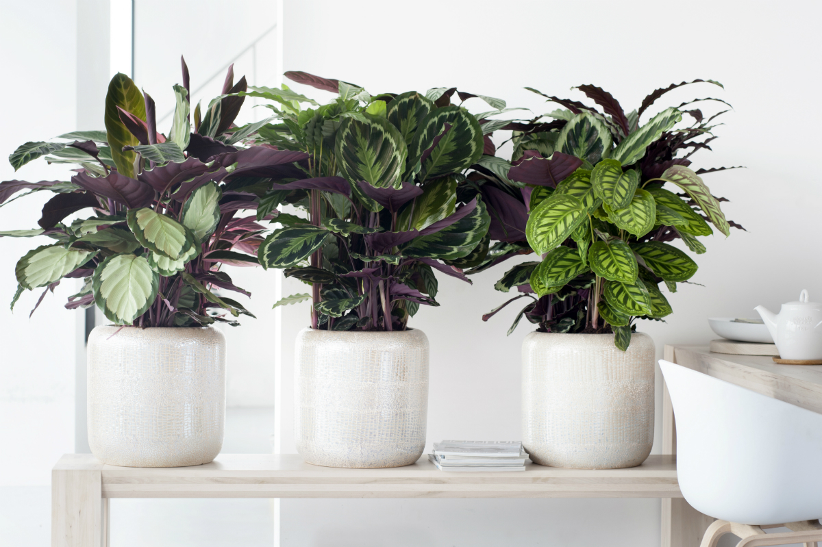 Kamerplanten | Calathea | Rijswijk | GroenRijk 't Haantje