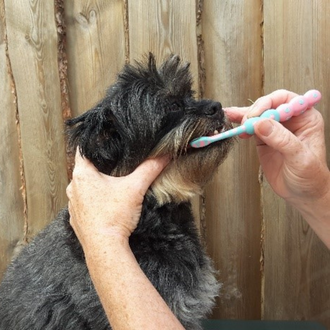 Workshop tandenpoetsen en borstel les voor de hond