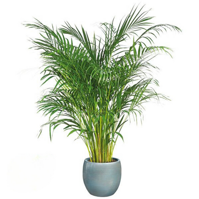 Areca palm