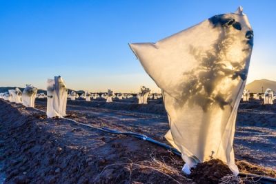 Bescherm uw planten tegen de vorst