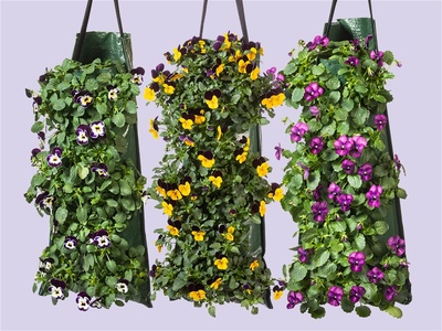 Bosviolen in wandhanger: kleur aan de muur