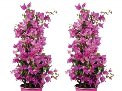 Bougainvillea, een explosie van kleur!