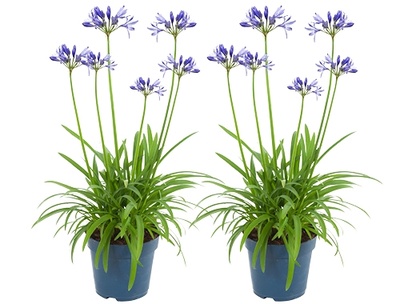 De exotische liefde van de Agapanthus 'Amourette'