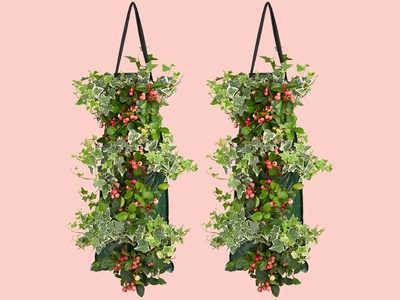 Gaultheria & Hedera: een droomduo in een wandhanger