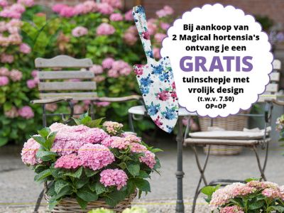 GroenRijk zet Magical hortensia in de spotlichten