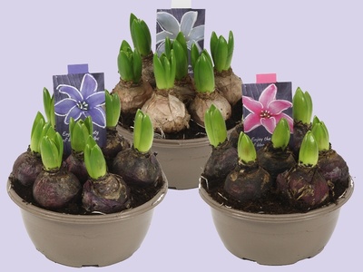 Hyacint – Geurige voorbode van de lente