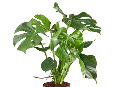 Monstera deliciosa: wonderlijke gatenplant