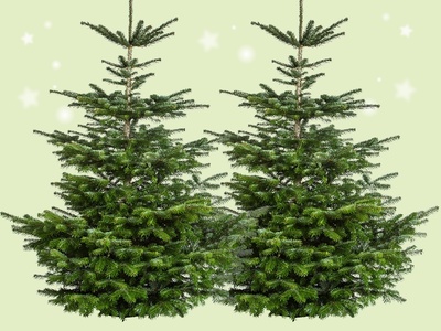 Nordmann spar – De koning van de kerstbomen