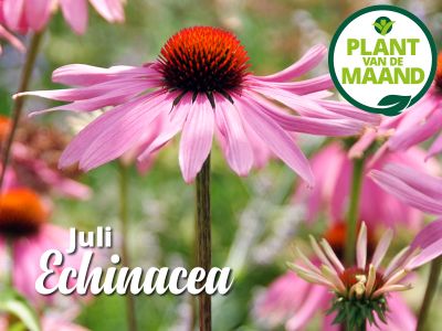 Echinacea zonnehoed tuinplant de maand