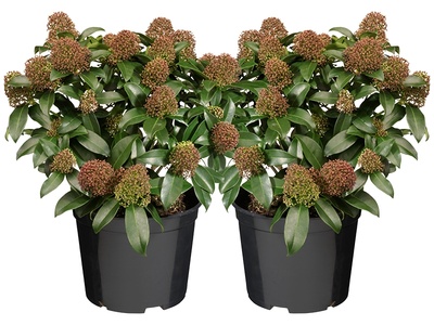 Skimmia japonica 'Rubella': wintergroene schoonheid