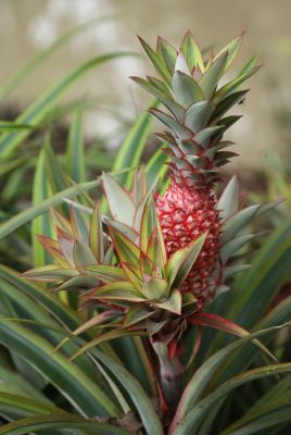 Snurkprobleem? Koop een ananasplant!