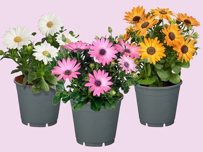 Spaanse Margriet – zon in bloei