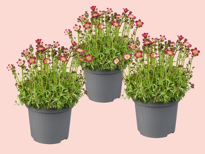 Steenbreek – klein, fijn en verrassend sterk