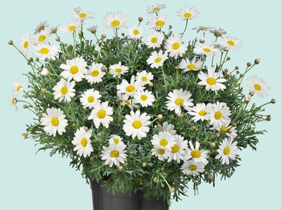 Struikmargriet– Zomer in bloei van voorjaar tot herfst