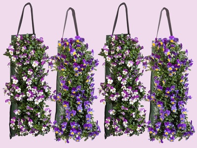 Violen in wandhanger: kleur aan de muur