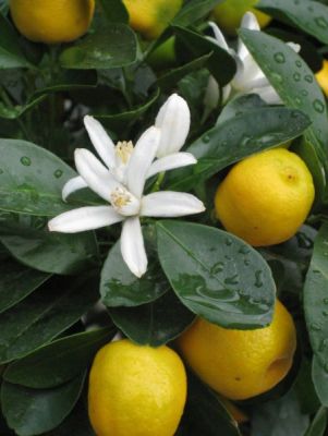 Wegdromen in jouw mediterrane tuin met citrusbomen