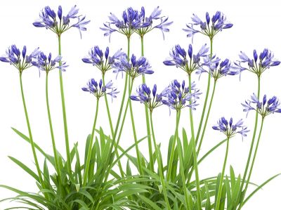 Zomerliefde van Agapanthus 'Amourette Blue'