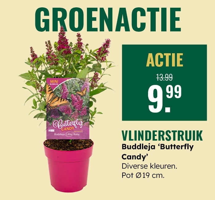 Groenactie: Vlinderstruik