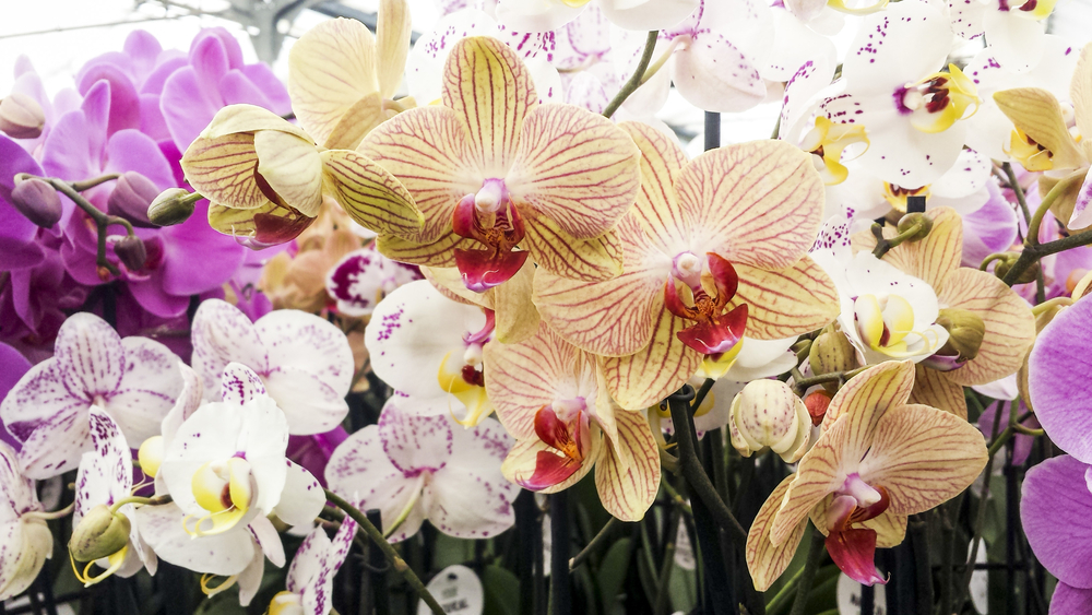 Grote kleurvariatie orchideeën | GroenRijk 't Haantje in Rijswijk