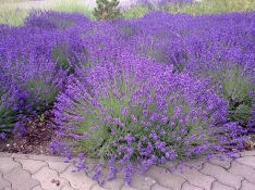 Lamiaceae