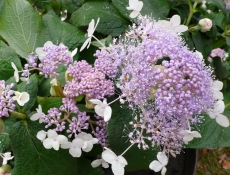 Hydrangeaceae