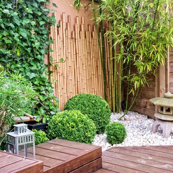 Bamboe in de tuin?