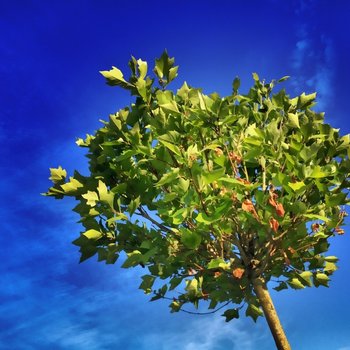 Bomen, heesters en coniferen