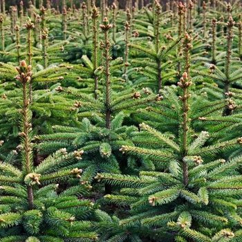Kerstbomen | Rijswijk | GroenRijk 't Haantje