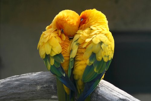 Vogel producten kopen bij Rijswijk