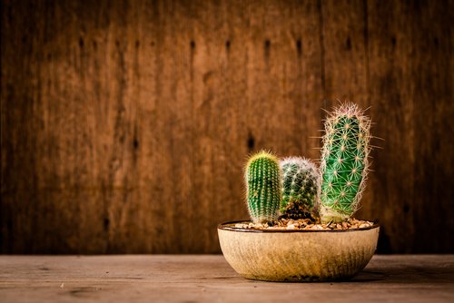 Interpersoonlijk Gezichtsvermogen Prematuur Cactussen